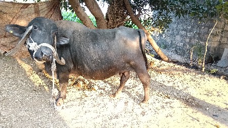 थंबनेल 2