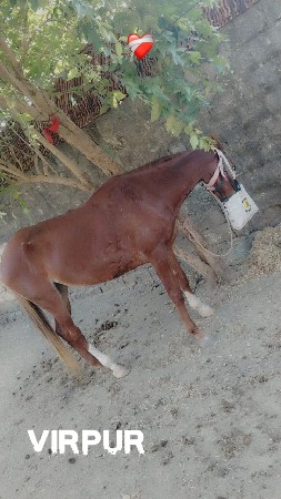 थंबनेल 2