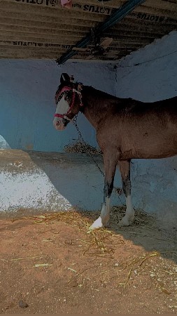 थंबनेल 3