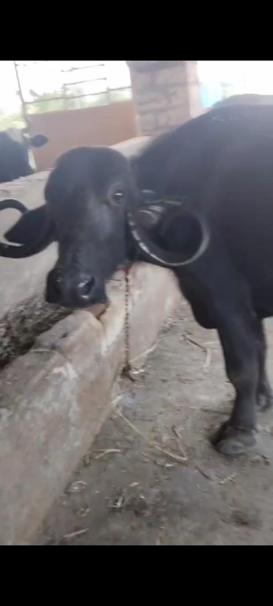 ભેંશ વેચવાની છે