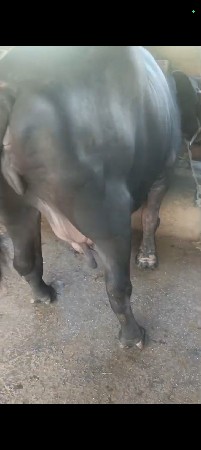 थंबनेल 2