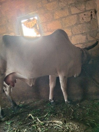 थंबनेल 2