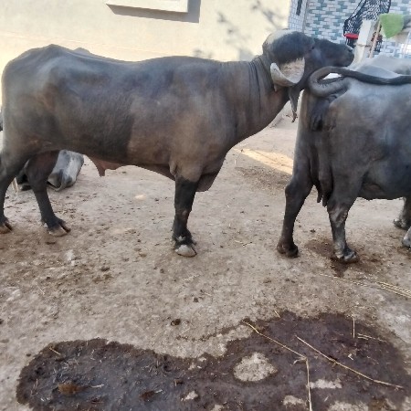 જવાદારિ ફરવાની