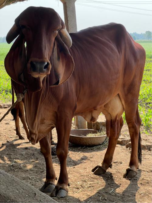 થંબનેલ 2