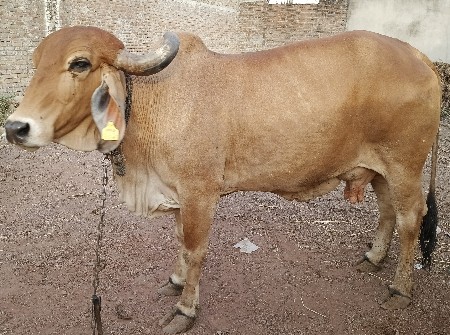 ગીર ગાય વેચવા ની છે