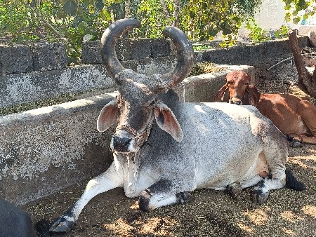 બળદ વેચવાનો છે