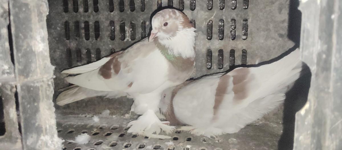 थंबनेल 2