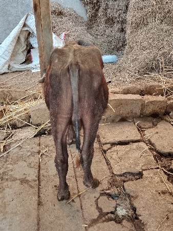 થંબનેલ 3