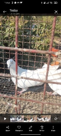 કબુતર વેચવાના છે