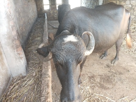 ભેંસ વેચવાની છે