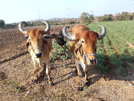 બે વાવણી વાવેલ છે કીમત 35000