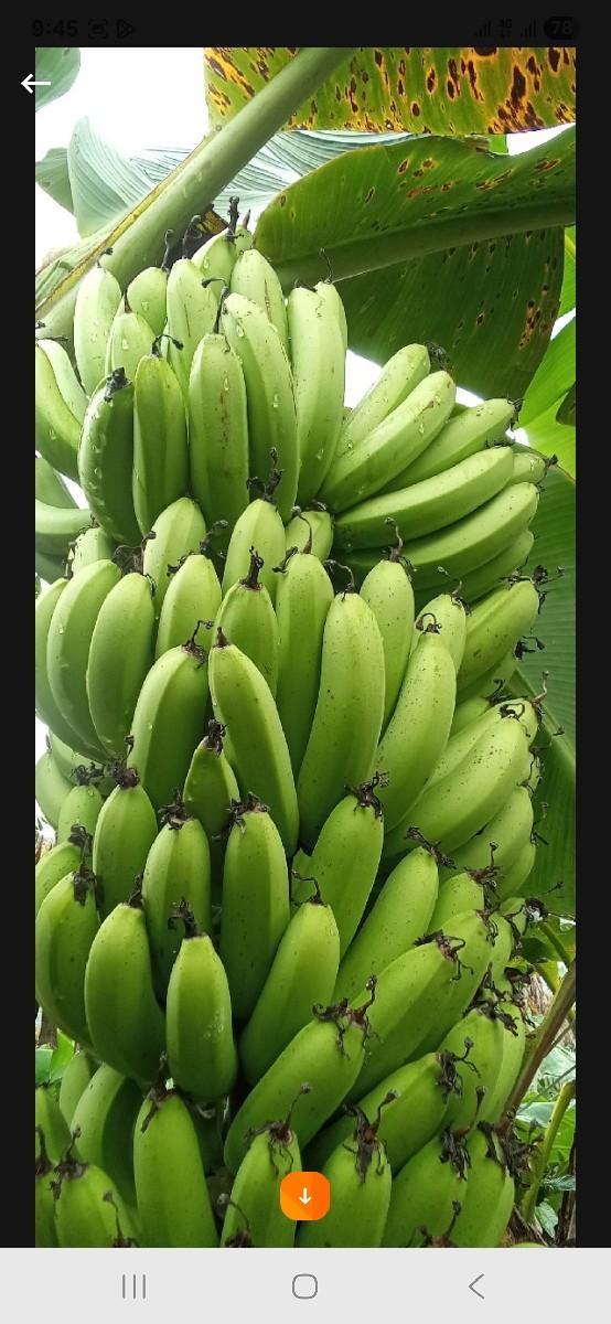 કાચા કેળા ખરીદવાના છે