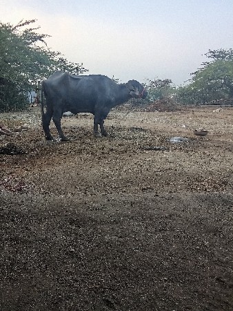 थंबनेल 2