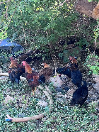 थंबनेल 2