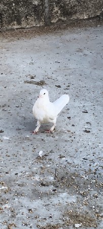 આ પાંચ  કબુતર વાંચવાના છે