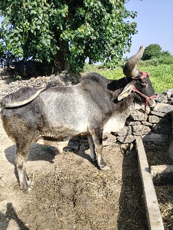 આ ગોઢલો વેસવાનો છે એકજછે