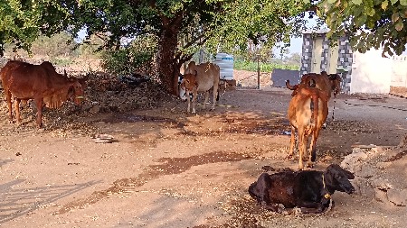 Gay nu mutra vecvanu che