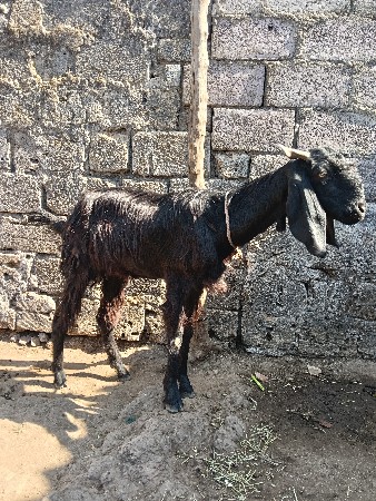 થંબનેલ 2