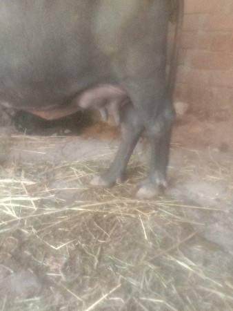 થંબનેલ 3