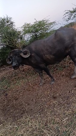 थंबनेल 3