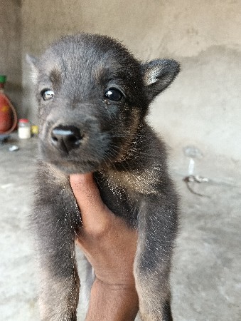 ગલુડીયા વેસવાના છે