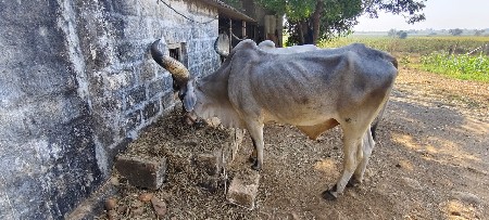 थंबनेल 3