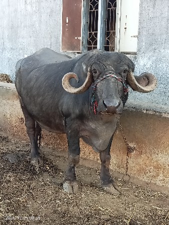 थंबनेल 2