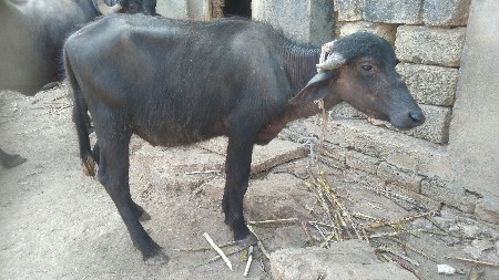 પાડો દેવા નો છે