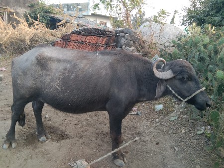 થંબનેલ 2