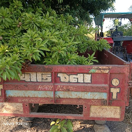 મીની ટેલર હેવી