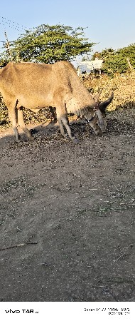 थंबनेल 2