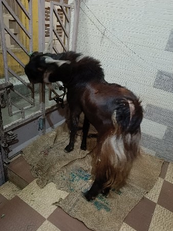 थंबनेल 3