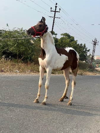 વછેરી વેચવા ની છે