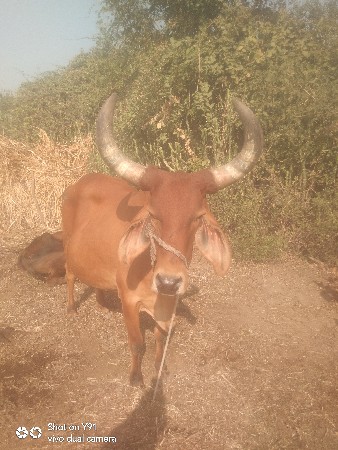 આઘા વેચવાની છે હોય તો સાચા ના ચાલે