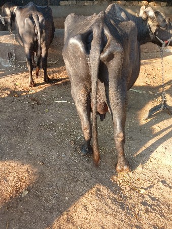 bhesh veshva ni se 5vetar