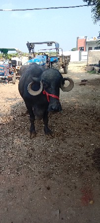 थंबनेल 3