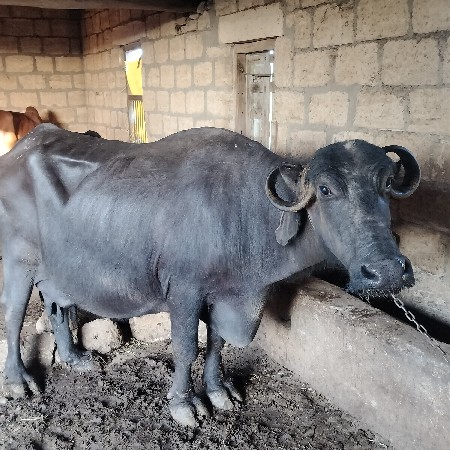 थंबनेल 3