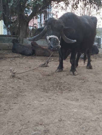 થંબનેલ 3