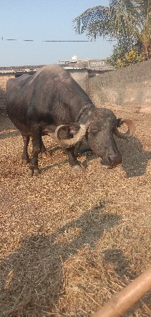 ભેસ વેંચવાની છે