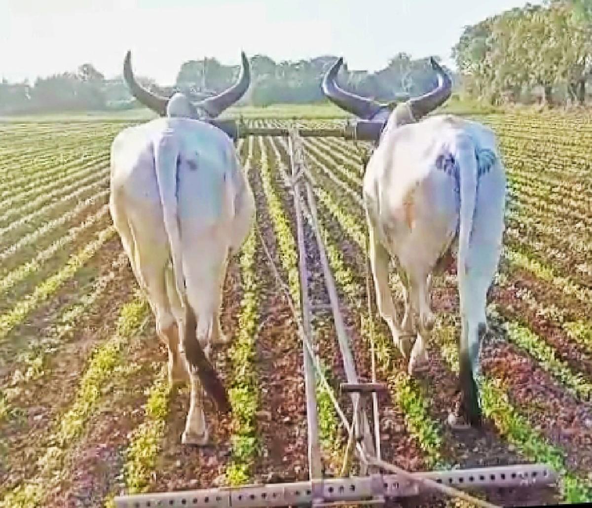 બળદ વેચવાના છે