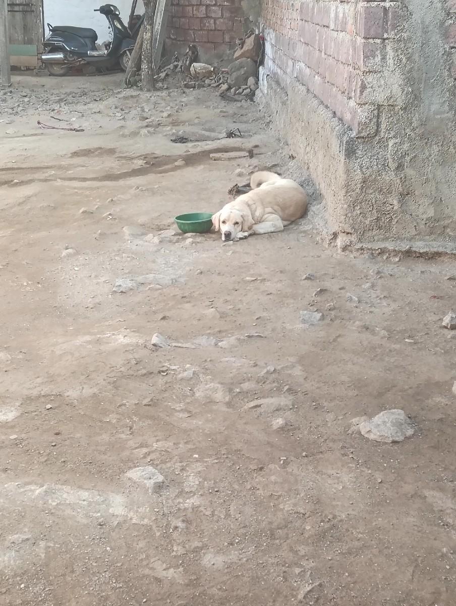 આ લેબ વેચવા માટે છે