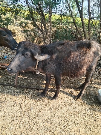 શાદી વેશવાની છે