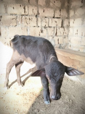 બધિ જવાબદારી છે