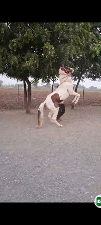 थंबनेल 3