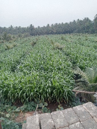 જોટવા ગોપાલભાઈ