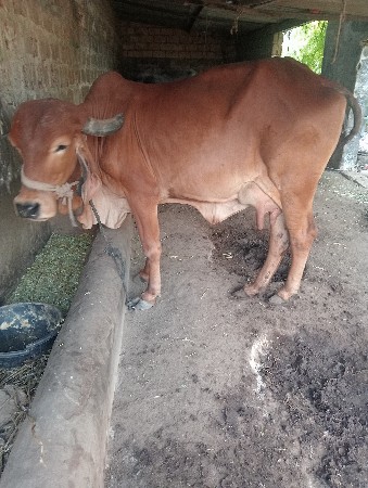 વેસવાની છે