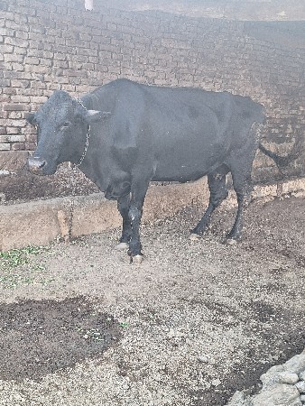 jarsi gay vesvani se