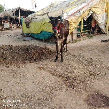 થંબનેલ 3