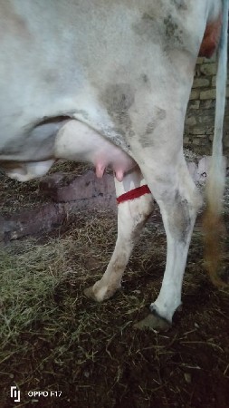 ગાય આપવાની છે