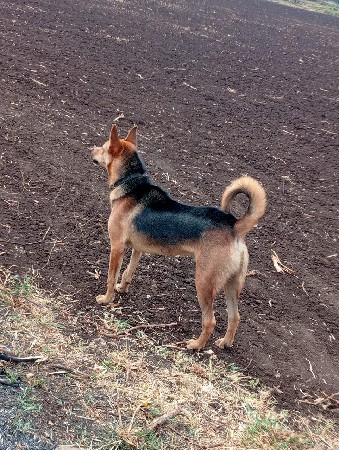 ડોક વેચવાનો છે